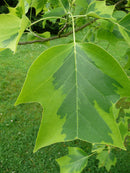 Majestic Beauty™ Tuliptree (Liriodendron tulipifera 'Aureo-Marginatum') - 3 gallon TREE