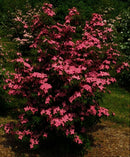 Scarlet Fire™ Chinese Dogwood (Cornus kousa 'Hanros') - 1 gallon 3-4' TREE