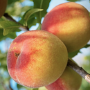 Peach Belle of Georgia (Prunus 'Fruit Belle Of Georgia') - 3 gallon 36" TREE