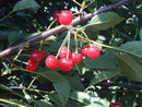 Montmorency Sour Cherry (Prunus cerasus 'Montmorency') - 3 gallon 36" TREE