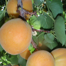 Moorpark Apricot (Prunus 'Fruit Moorpark') - 3 gallon 36" TREE