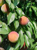 Reliance Peach (Prunus persica 'Reliance') - 3 gallon 36" TREE