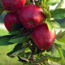 Jonathan Apple (Malus 'Fruit Jonathan') - 3 gallon 36" TREE