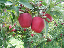 Red Delicious Apple (Malus 'Fruit Red Delicious') - 3 gallon 36" TREE