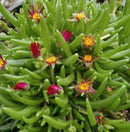 Jewel of Desert® Garnet Ice Plant (Delosperma delosperma 'Jewel of Desert Garnet') - QT