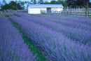 Phenomenal® Lavender (Lavandula x intermedia 'Phenomenal') - QT
