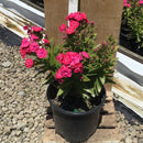 Flame® Pro Cerise Garden Phlox (Phlox paniculata 'Flame Pro Cerise') - QT