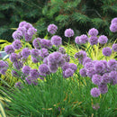 Medusa Flowering Onion (Allium medusa) - QT