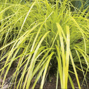 Evercolor® Everillo Gold Weeping Sedge (Carex 'Carex Everillo') - QT