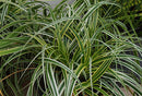 Feather Falls Sedge (Carex 'Carex Feather Falls') - QT
