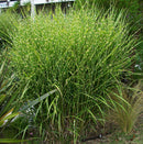 Porcupine Grass (Miscanthus sinensis 'Strictus') - QT