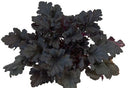Primo® 'Black Pearl' Coral Bells (Heuchera 'Black Pearl') - QT