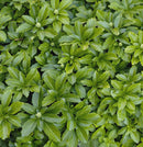 Japanese Spurge (Pachysandra terminalis) - QT