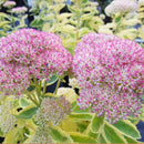 Frosted Fire Autumn Stonecrop (Sedum frosted 'Fire') - QT