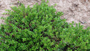 Massachusetts Bearberry (Arctostaphylos uva-ursi 'Massachusetts') - 1 gallon