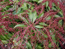 Katsura Japanese Andromeda (Pieris japonica 'Katsura') - 1 gallon