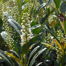 Otto Luyken Dwarf Cherry Laurel (Prunus L 'Otto Luyken') - 2 gallon 12"