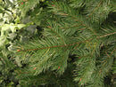 Douglas Fir (Pseudotsuga menziesii) - 3 gallon