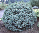Dwarf Sitka Spruce (Picea sitchensis 'Papoose') - 1 gallon