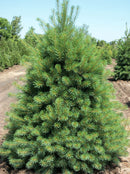 Eastern White Pine (Pinus strobus) - 6" ECO POT