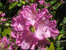 English Roseum Rhododendron (Rhododendron 'English Roseum') - 1 gallon 6"