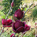 Genie Magnolia (Magnolia x 'Genie') - 1 gallon 6'' TREE