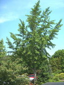 Princeton Sentry™ Ginkgo (Ginkgo biloba 'Princeton Sentry') - 2 gallon 36"