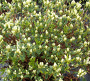 Cascade Azalea (Azalea x 'Cascade') - 3 gallon 15"