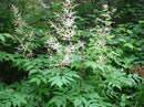 Goat’s Beard (Aruncus dioicus) - 1 gallon