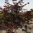 Samurai Sword™ Japanese Maple (Acer palmatum 'Samurai Sword') - 3 gallon 36"