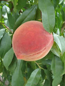 Elberta Peach (Prunus persica 'Elberta') - 5 gallon 60"