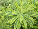 Ascot Rainbow Cushion Spurge (Euphorbia x martinii 'Ascot Rainbow') - QT