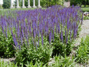 East Friesland Meadow Sage (Salvia nemorosa 'East Friesland') - QT