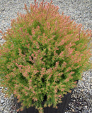 Fire Chief™ Arborvitae (Thuja occidentalis 'Congabe') - 3 gallon 12"