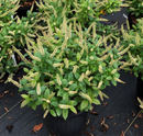 Fizzy Mizzy® Sweetspire (Itea fizzy 'Mizzy') - QT