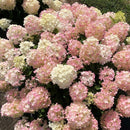 Fire Light Tidbit® Panicle Hydrangea (Hydrangea 'P Fire Light Tidbit') - QT