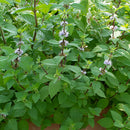 Hillary’s Sweet Lemon Mint (Mentha ‘Hillary’s Sweet Lemon’) - QT
