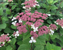 Invincibelle Lace® Smooth hydrangea (Hydrangea arborescens 'Invincibelle Lace') - QT