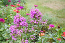 Jeana Garden Phlox (Phlox paniculata 'Jeana') - QT
