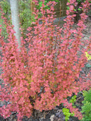 Orange Rocket Barberry (Berberis thunbergii 'Orange Rocket') - 1 gallon