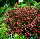 Wine & Roses® Weigela (Weigela florida 'Wine & Roses') - QT