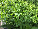 Sweetleaf Herb (Stevia rebaudiana) - QT