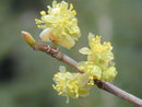 Spicebush (Lindera benzoin) - 2 gallon 10"