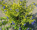 Sunshine Blue® II Bluebeard (Caryopteris sunshine 'Blue Ii') - 2 gallon 12"