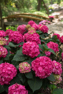 Summer Crush® Reblooming Hydrangea (Hydrangea macrophylla 'Summer Crush') - QT