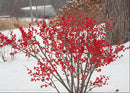 Proven Winners® Color Choice® Berry Poppins® Winterberry Holly (Ilex verticillata '‘Farrowbpop’') - QT