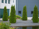 Emerald Green Arborvitae (Thuja occidentalis 'Smaragd') - QUART