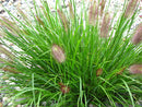 Red Head Fountain Grass (Pennisetum alopecuroides 'Red Head') - 1 gallon