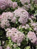Rock 'N Round® 'Pure Joy' Stonecrop (Sedum pure 'Joy') - 1 gallon