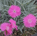 FireWitch Pinks (Dianthus gratianopolitanus 'Firewitch') - 1 gallon
